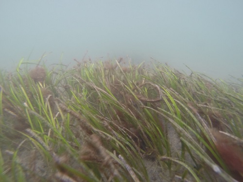 Eelgrass underwater