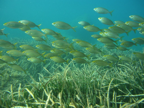 Fishes in seagrass