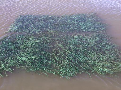 Arificial seagrass underwater
