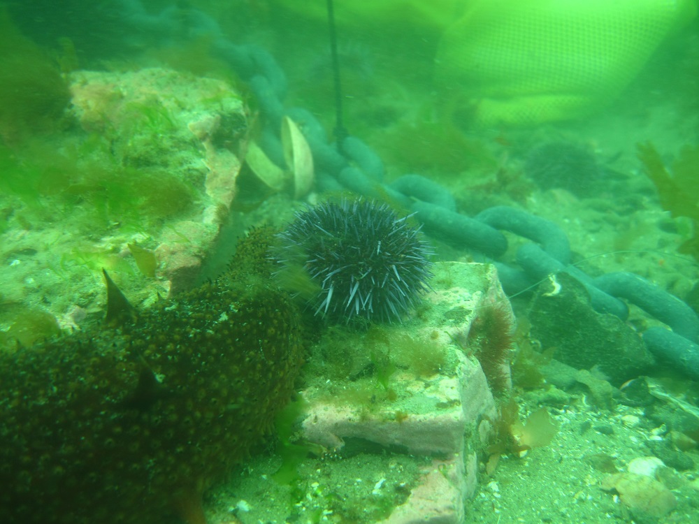 A sea urchin is exposed to predators in a kelp forest experiment