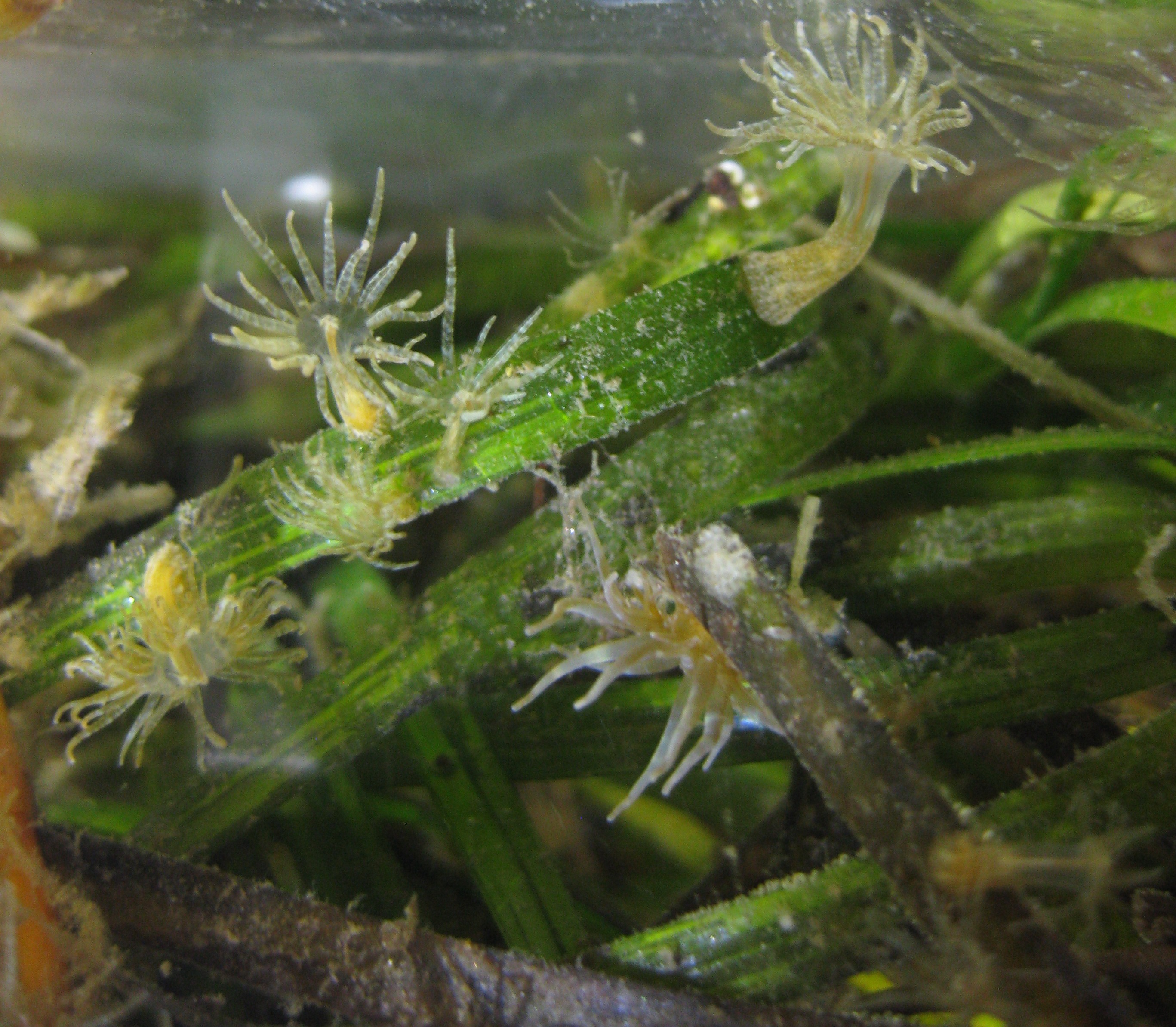 Eelgrass blades colonized by anemones