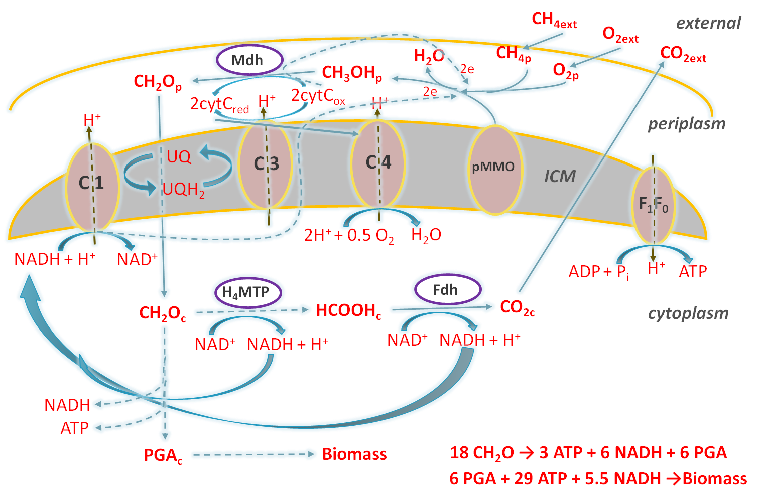 Pathway of methane utilization in M.alcaliphilum 20Z cell