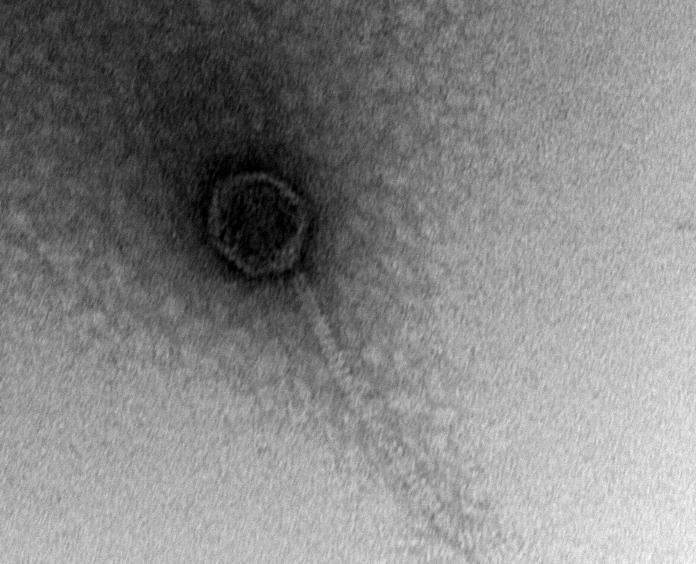 The first phage!
