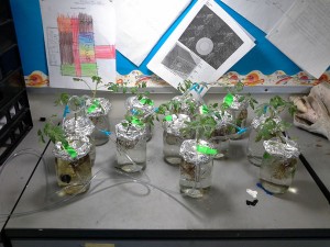 Hydroponic experiment with tomato plants