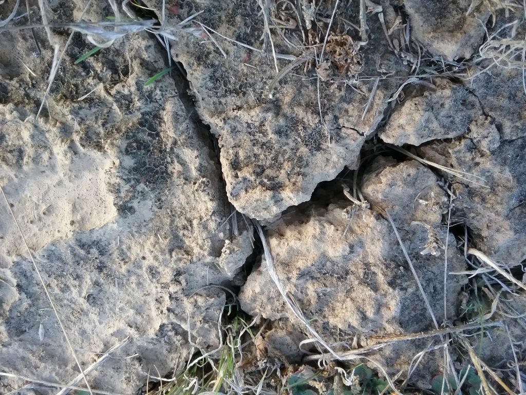 close-up of cracked soil with biological soil crust growing
